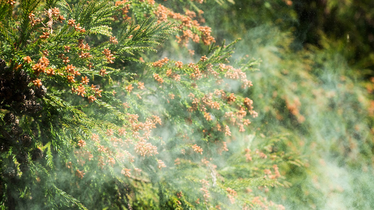 【2026年】今年の花粉はいつから？対策を始めるベストタイミング