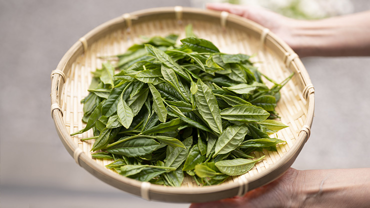 静岡県内のブランド茶 それぞれの特徴を紹介