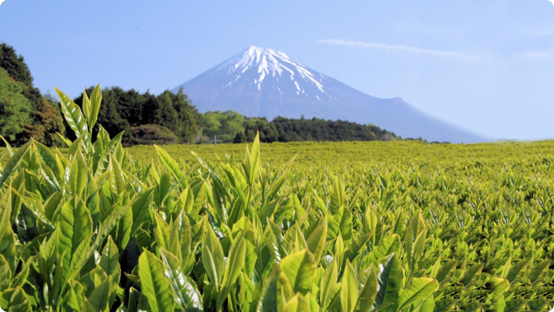 静岡茶の特徴とは？健康に良い高級緑茶の魅力を大解剖！